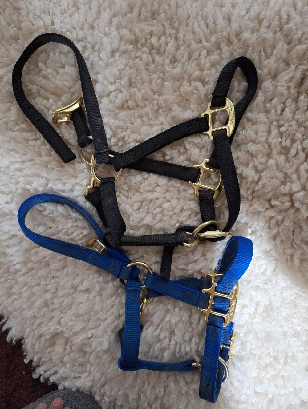 Two Halters
